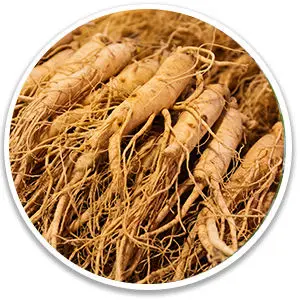 ikaria-lean-belly-juice-Panax-ginseng